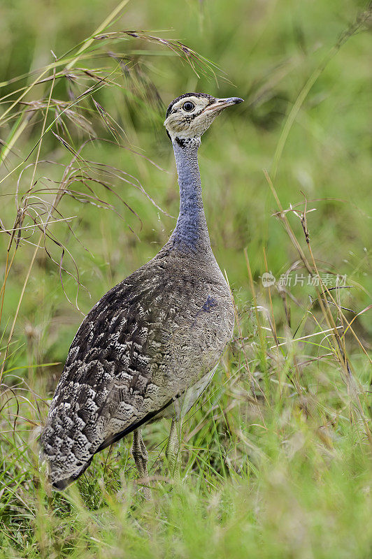 白腹鸨或白腹Korhaan (Eupodotis senegalensis)是一种非洲鸨。肯尼亚马赛马拉国家保护区。男性。